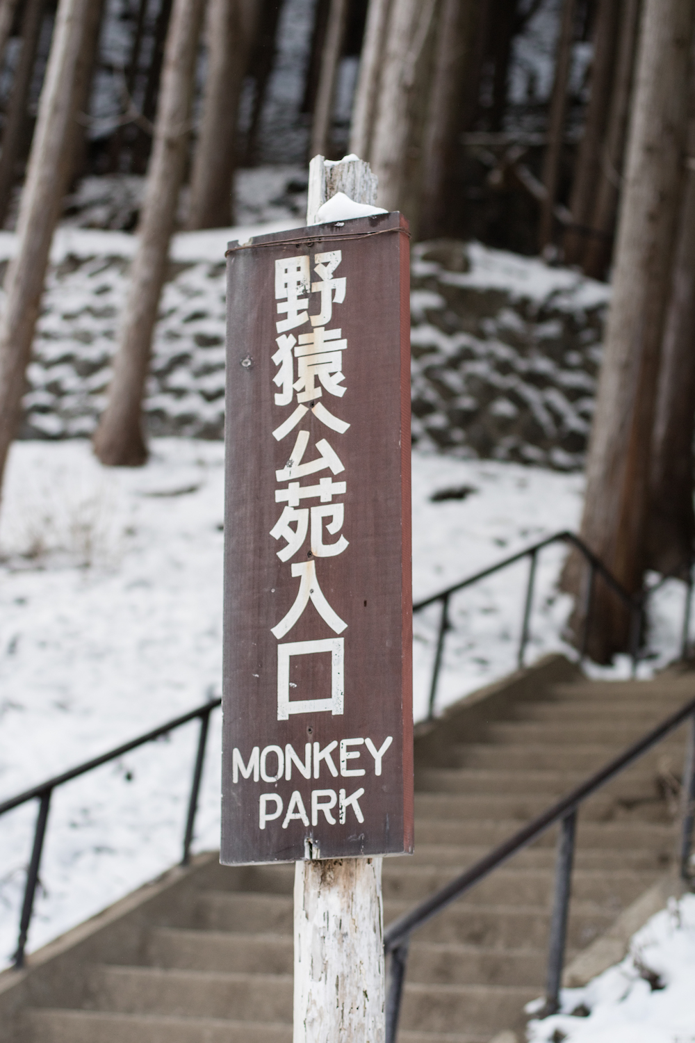monkey-park