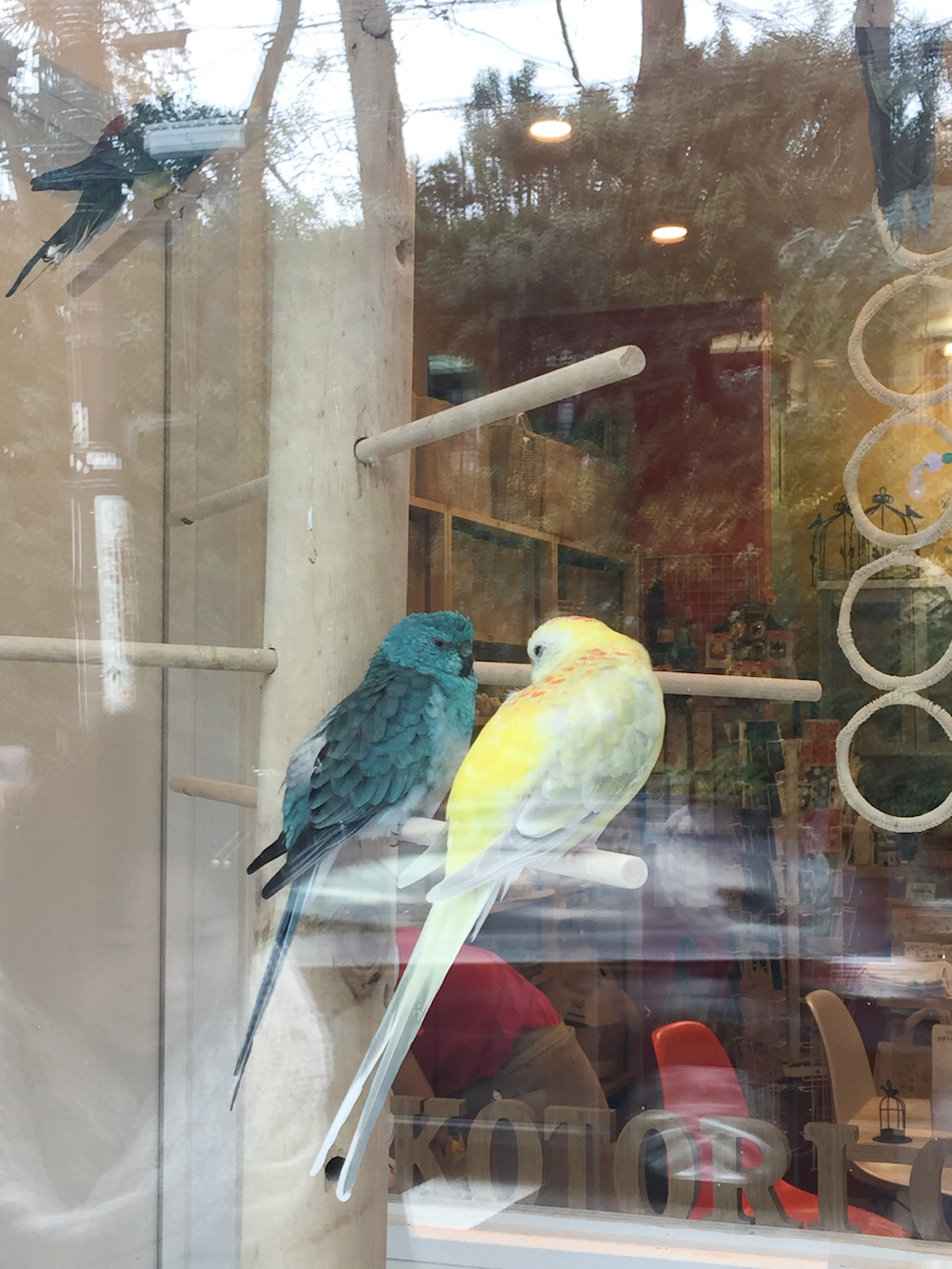 papagei-cafe-vogel-tokyo