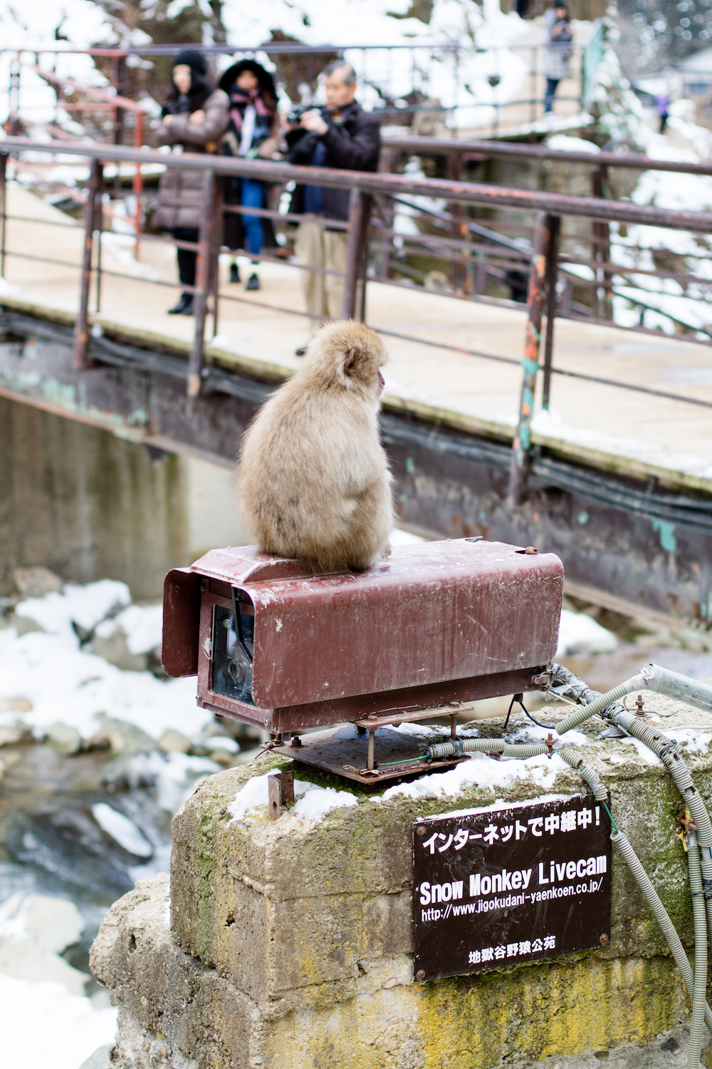 snow-monkey-live-cam-japan
